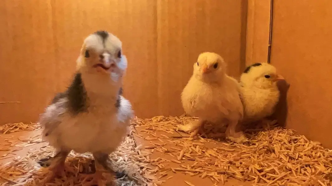Mottled milli flower chicks — photo 3