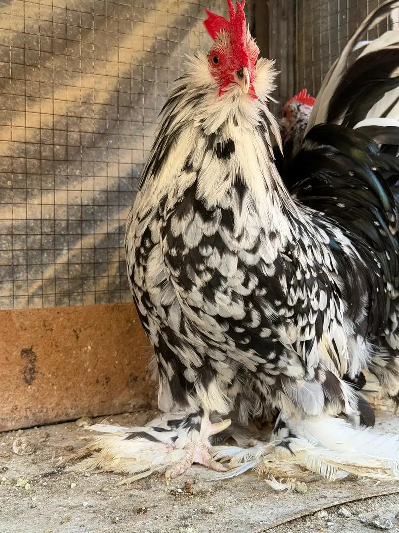 Mottled milli flower chicks — photo 4