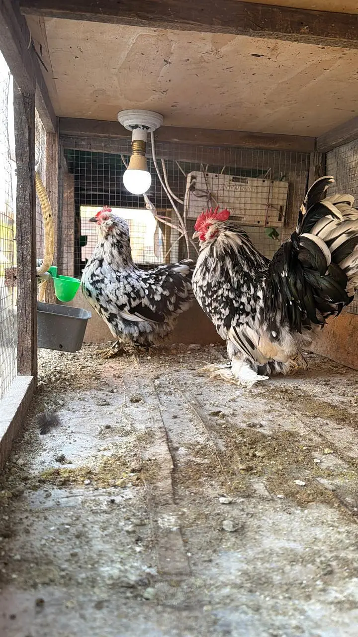 Mottled milli flower chicks — photo 5