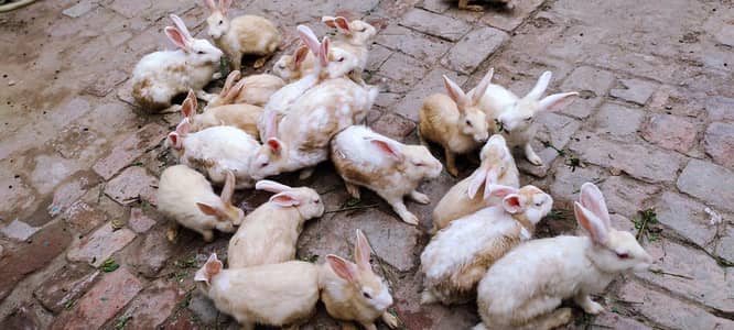 Full White Rabbits Red  Eyes