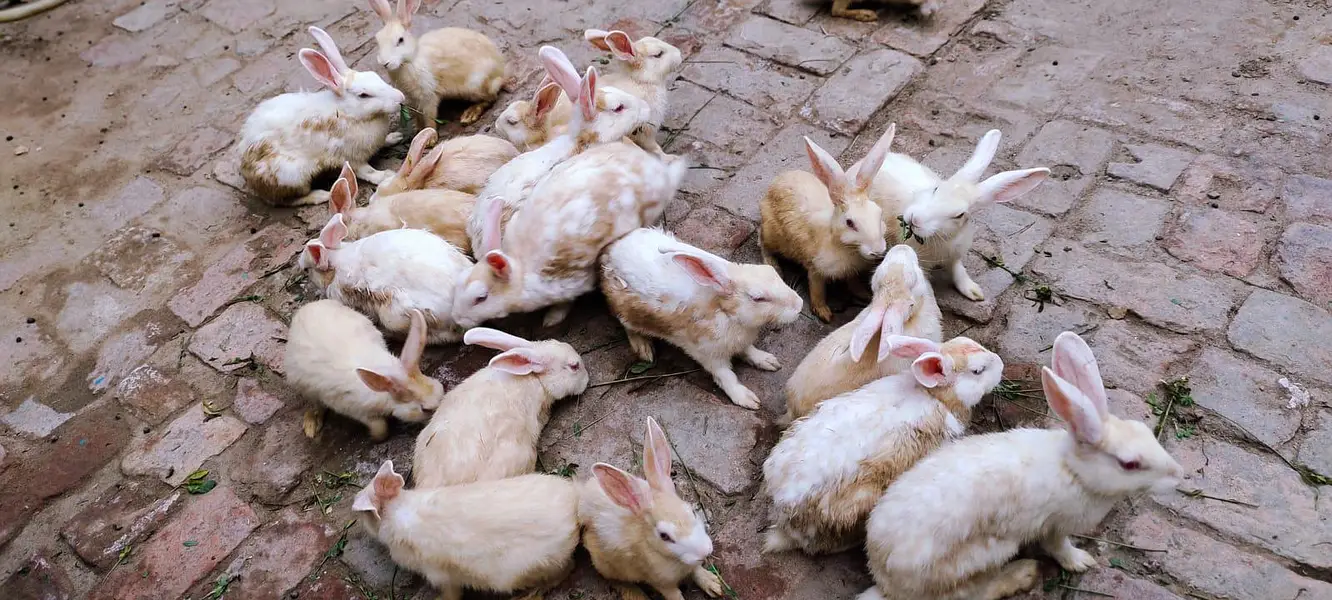 Full White Rabbits Red  Eyes