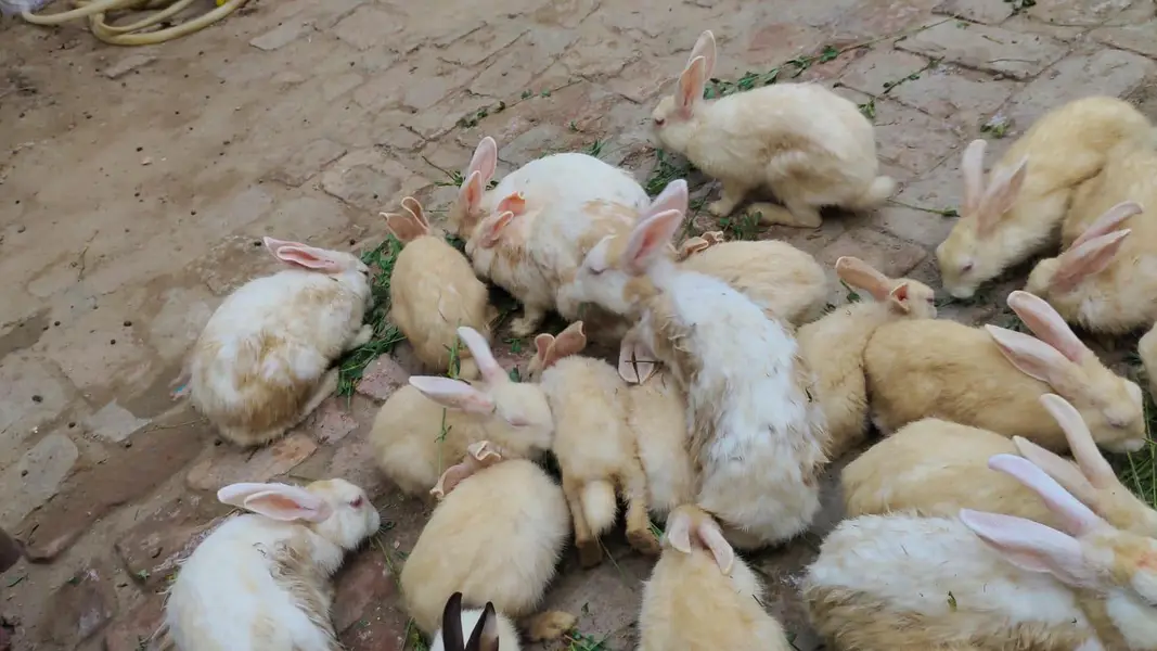 Full White Rabbits Red  Eyes — photo 2