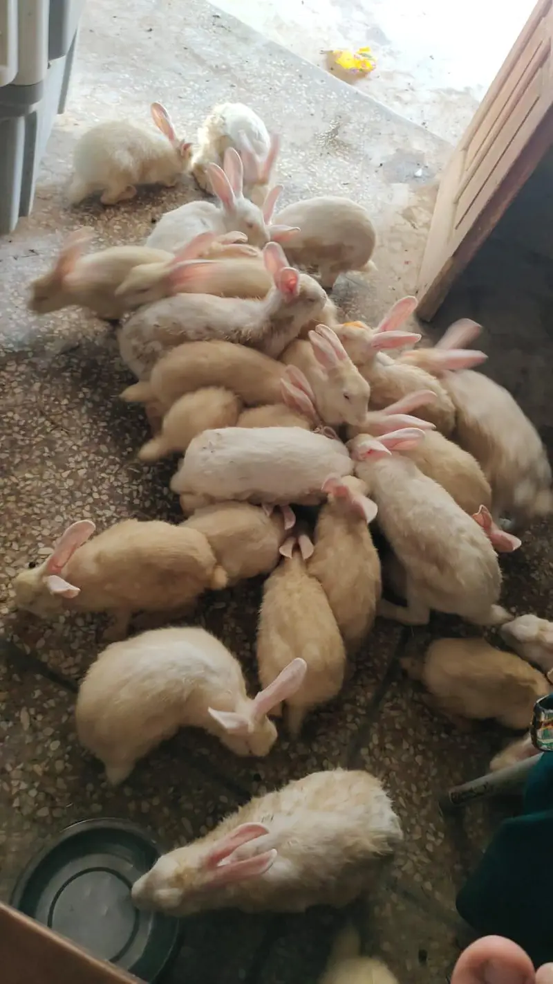 Full White Rabbits Red  Eyes — photo 5
