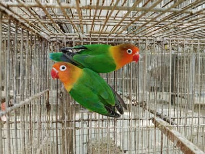 Fisher and yellow fisher breeding pair