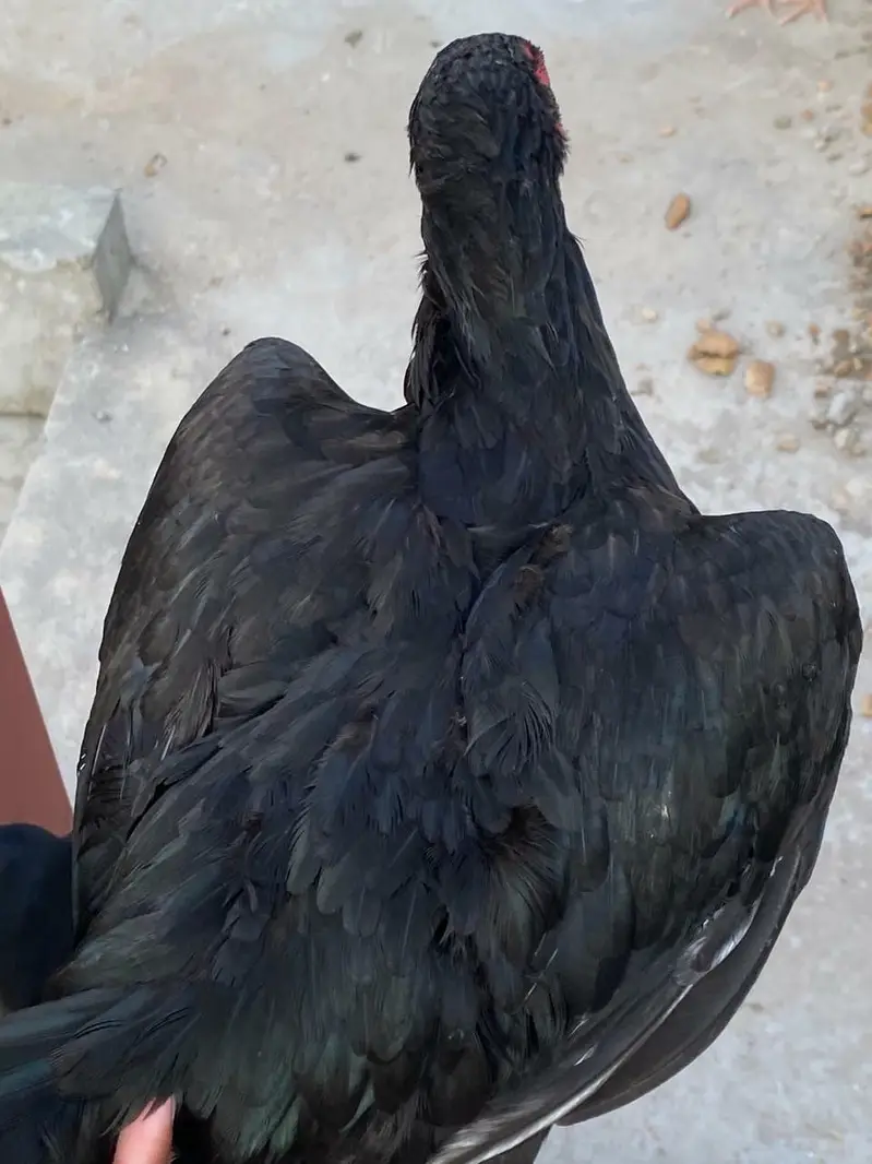 Aseel Nasli full Breder Madi MashAllah — photo 4