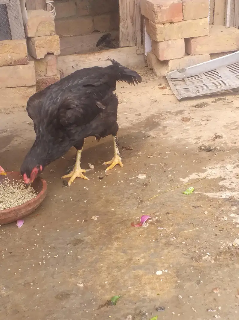 Aseel Nasli full Breder Madi MashAllah — photo 6