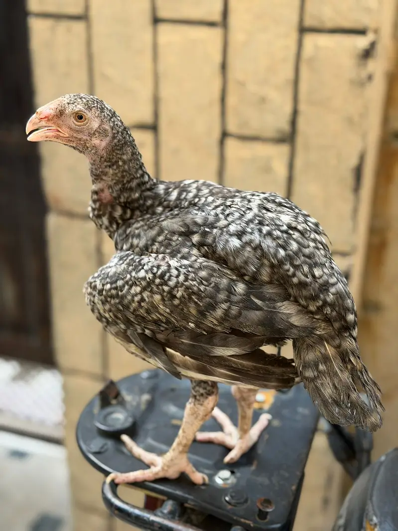 Parrot beak female — photo 3