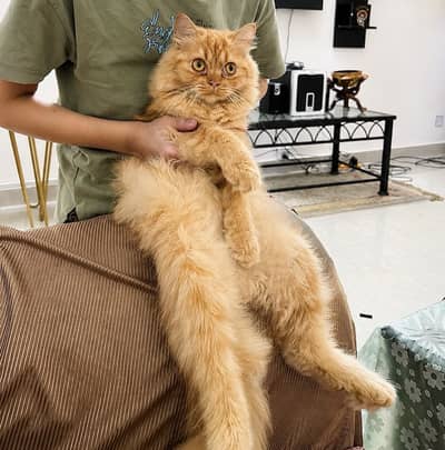 persian cat healthy active