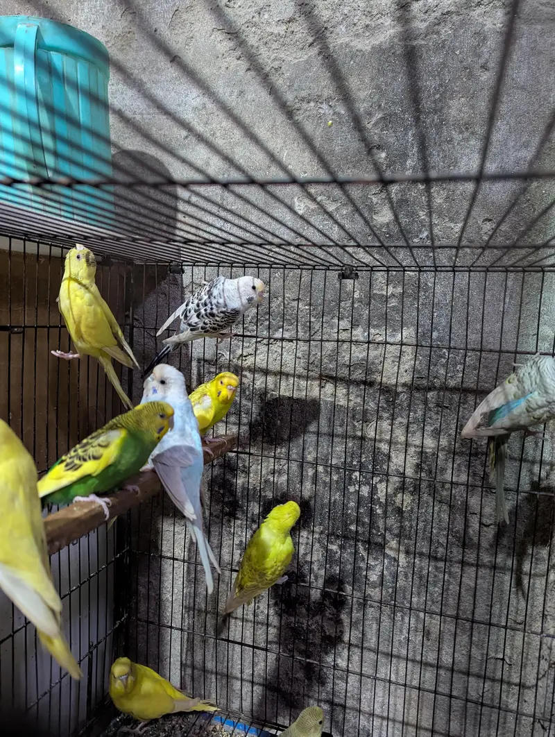 Australian parrots — photo 2