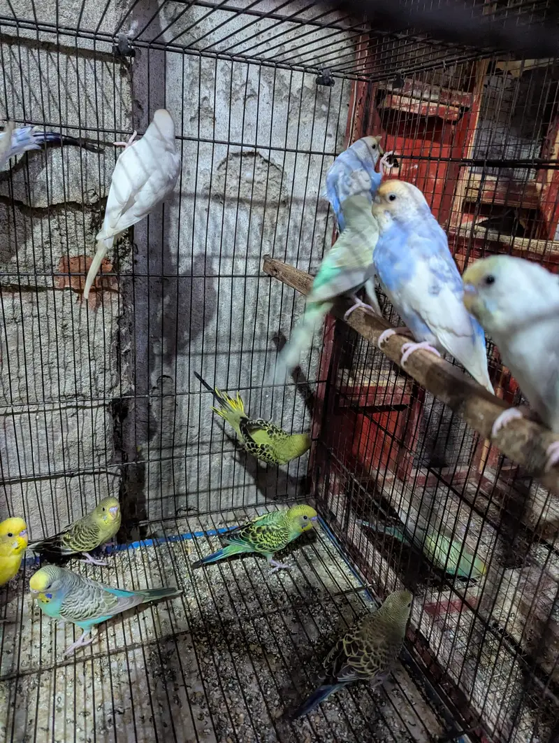 Australian parrots — photo 3