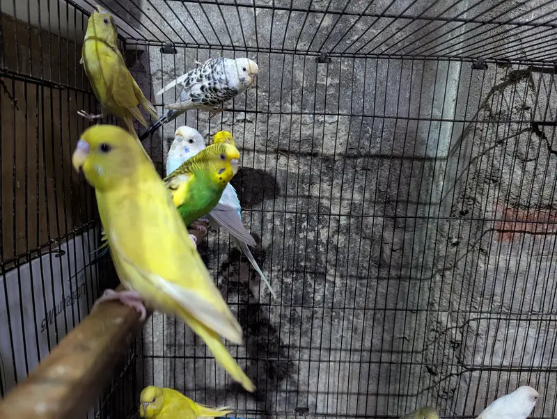 Australian parrots — photo 4