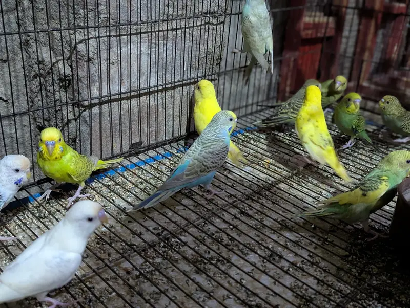 Australian parrots — photo 5