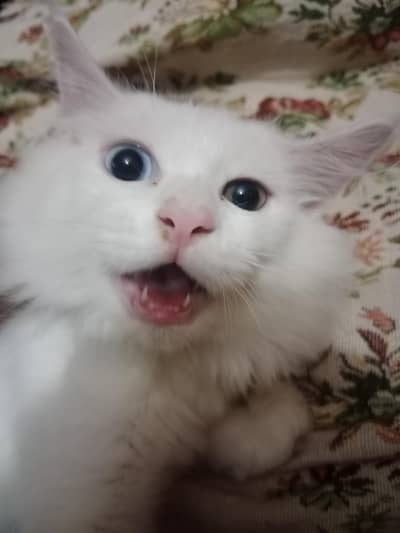 cat female