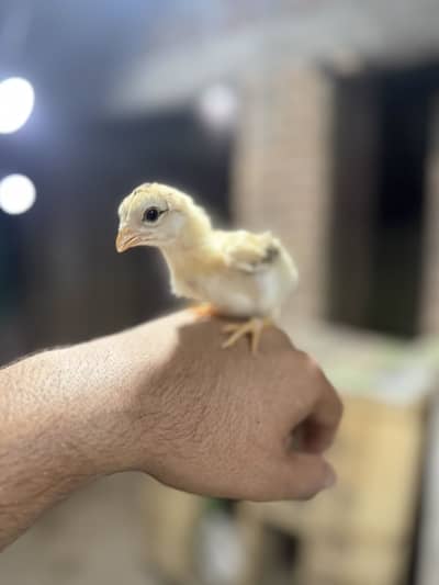 Aseel chicks for sale