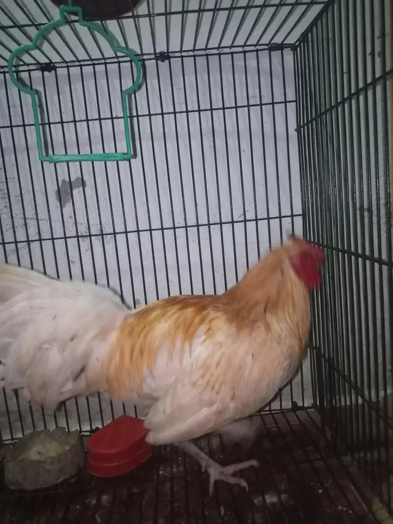 Ghar KY paly huy hn dono ly lo jis na lany — photo 7