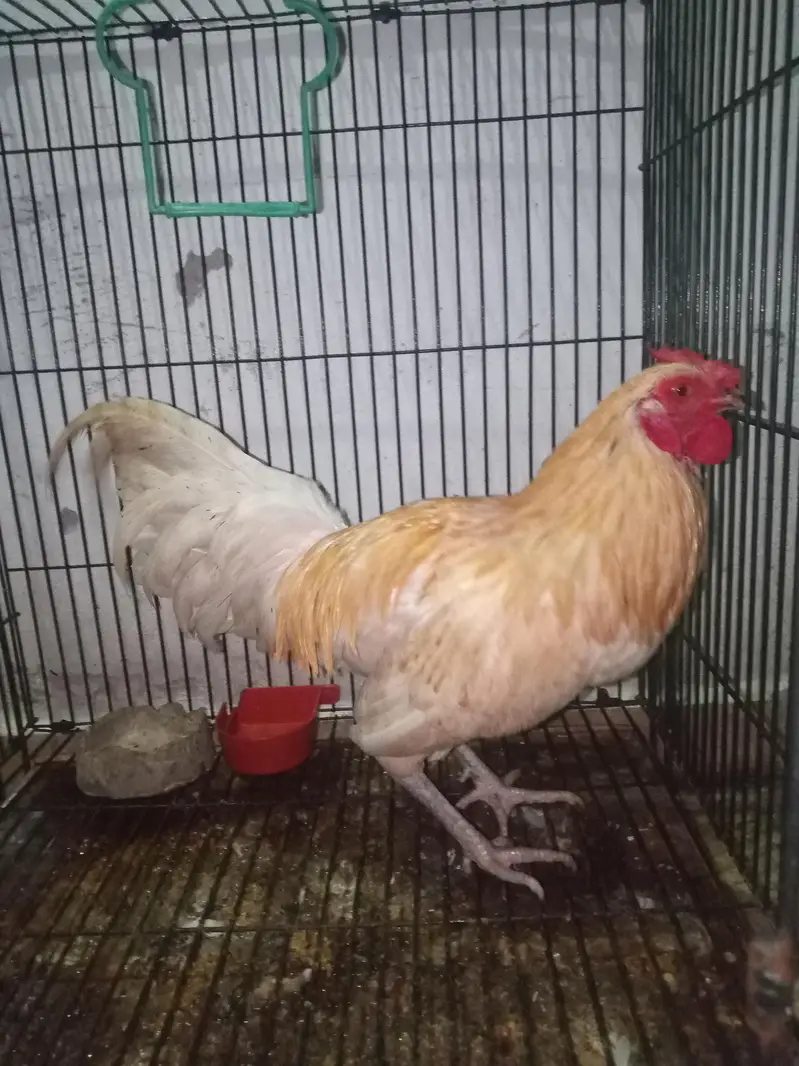 Ghar KY paly huy hn dono ly lo jis na lany — photo 8