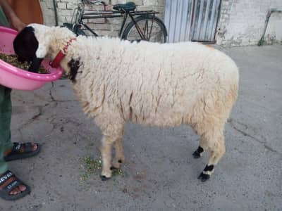 Chatra Bakra for sale in Lahore