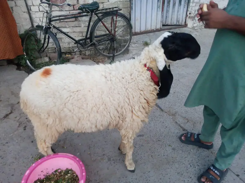 Chatra Bakra for sale in Lahore — photo 2