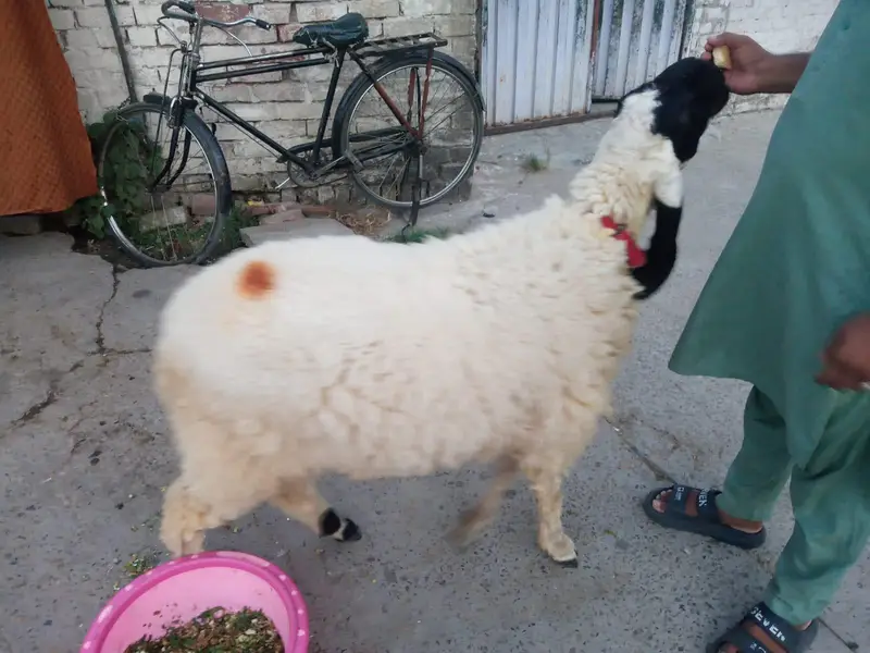Chatra Bakra for sale in Lahore — photo 3