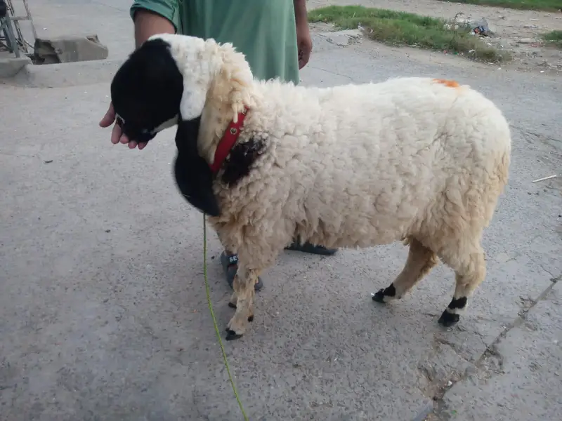 Chatra Bakra for sale in Lahore — photo 5