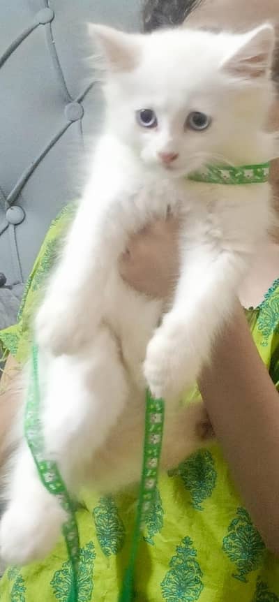 Playing frindly very beautiful blue eyes cat in white colour