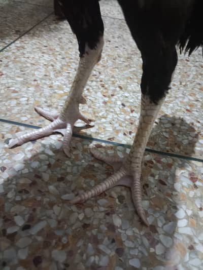 Aseel 16 months old home breed