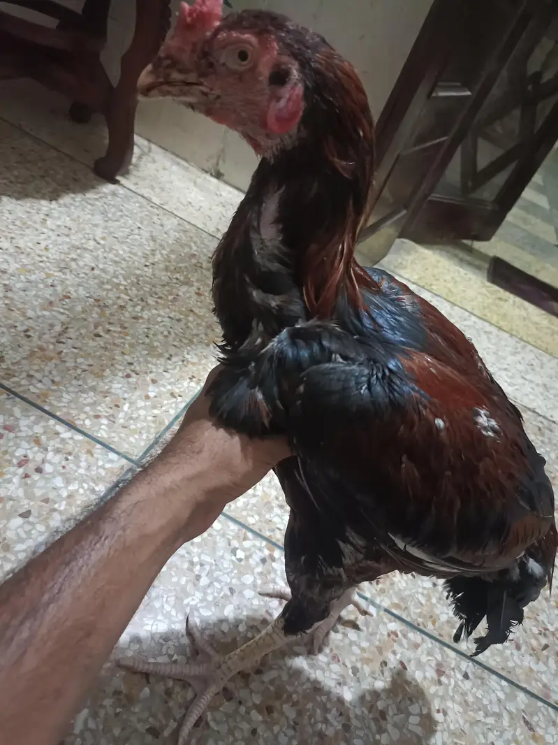 Aseel 16 months old home breed — photo 2