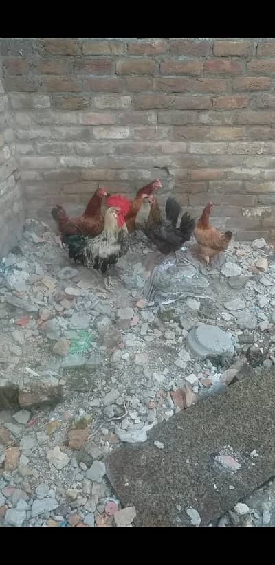 Desi kurak huny wali murgia or ek Desi khubsurat murga