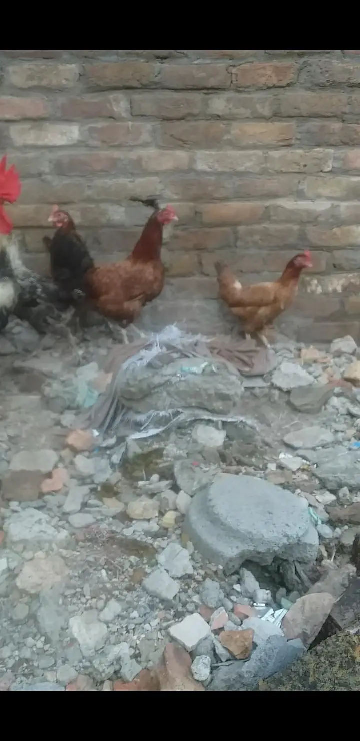 Desi kurak huny wali murgia or ek Desi khubsurat murga — photo 2