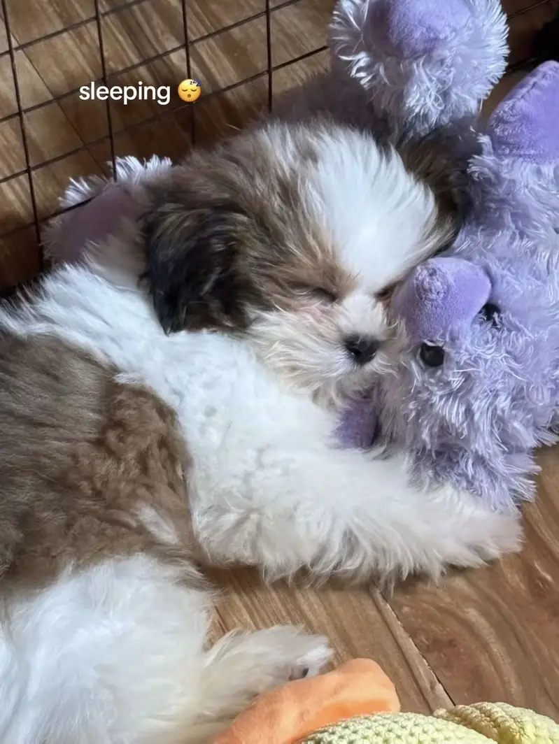 Shitzu puppy — photo 2