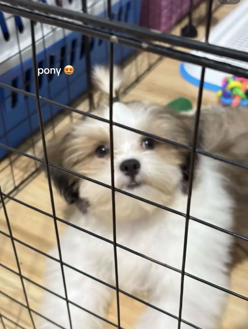 Shitzu puppy — photo 3