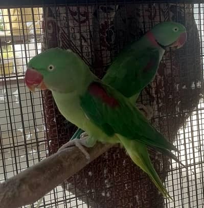 Kashmiri Parrots