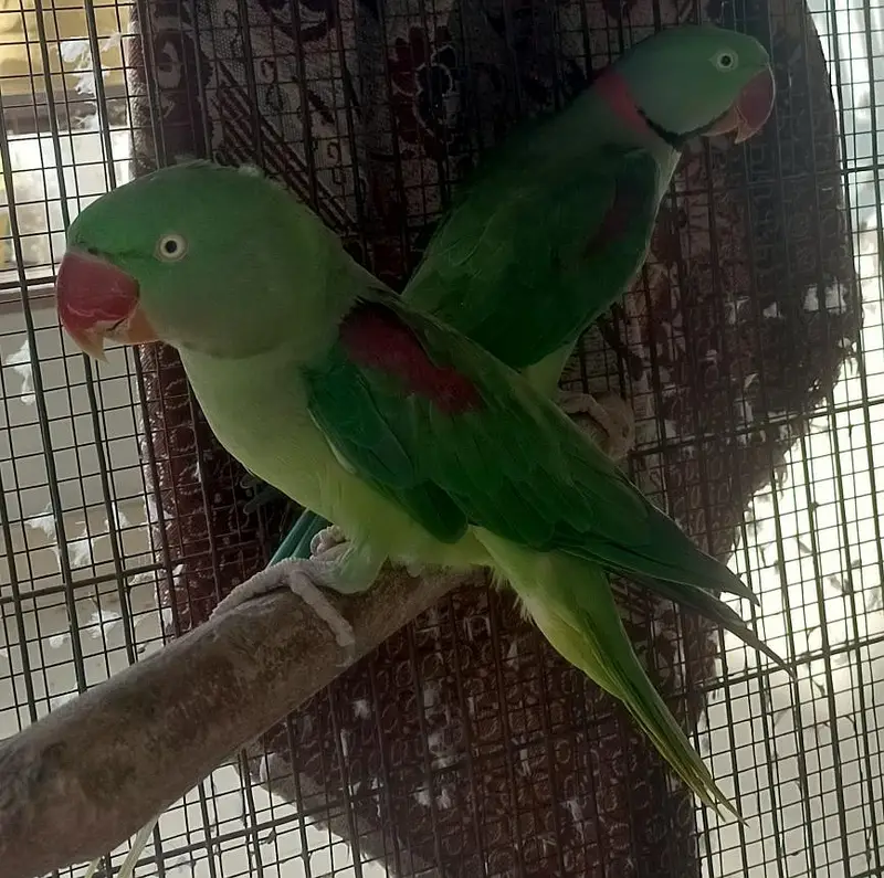 Kashmiri Parrots — photo 2