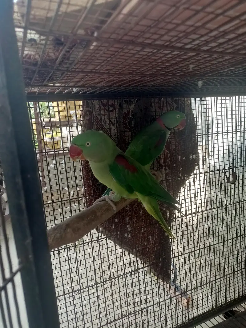 Kashmiri Parrots — photo 3