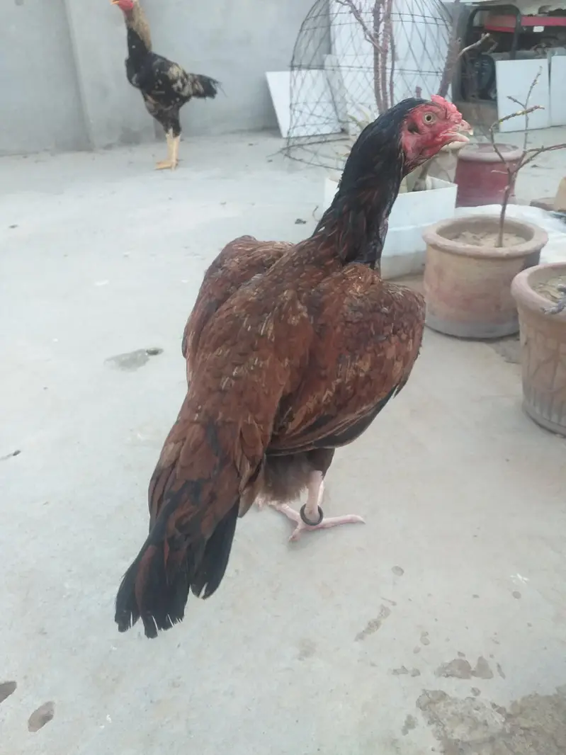 Aseel Madi — photo 2