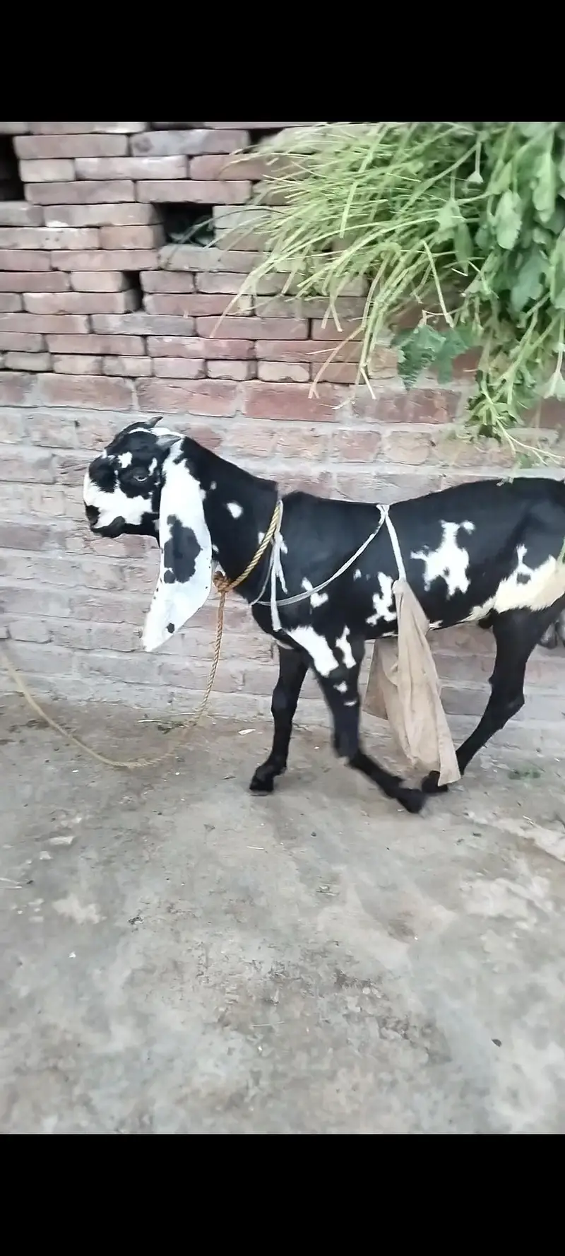 for sale kala daba age 8dant — photo 3