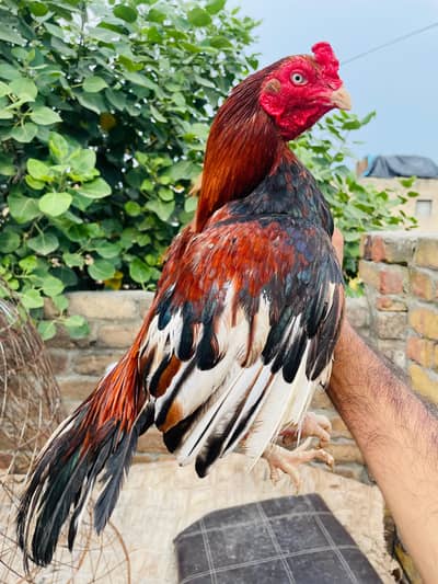 zero size male