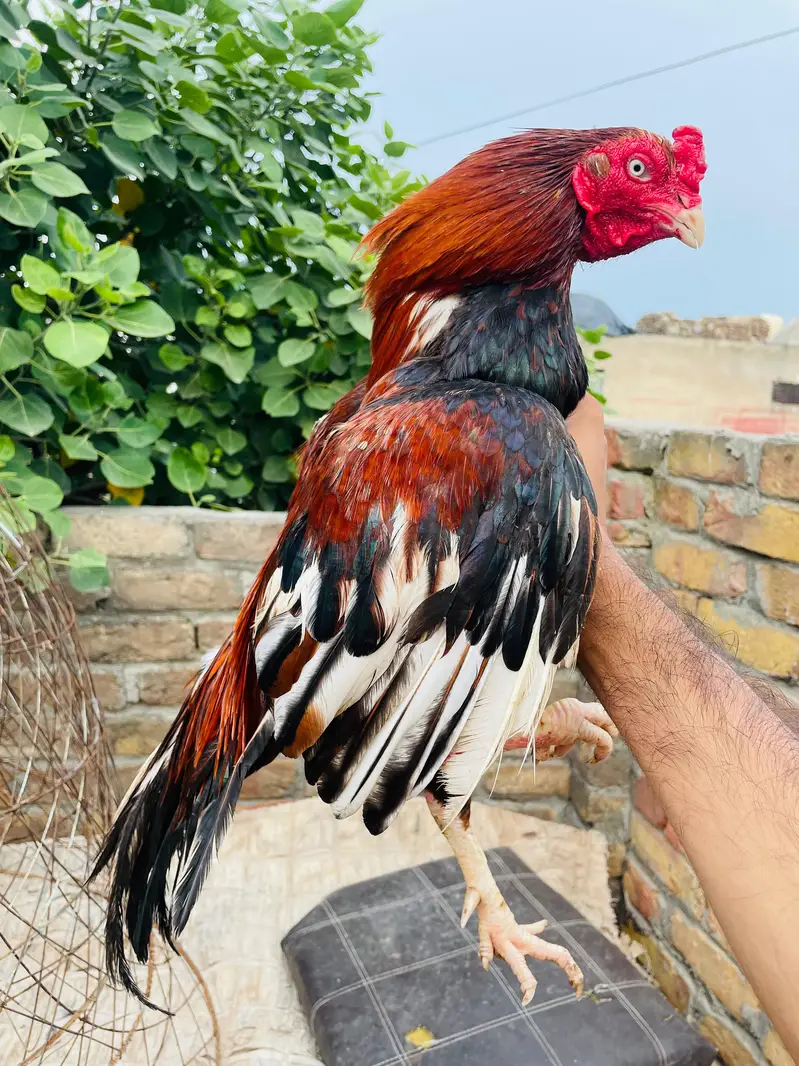 zero size male — photo 2