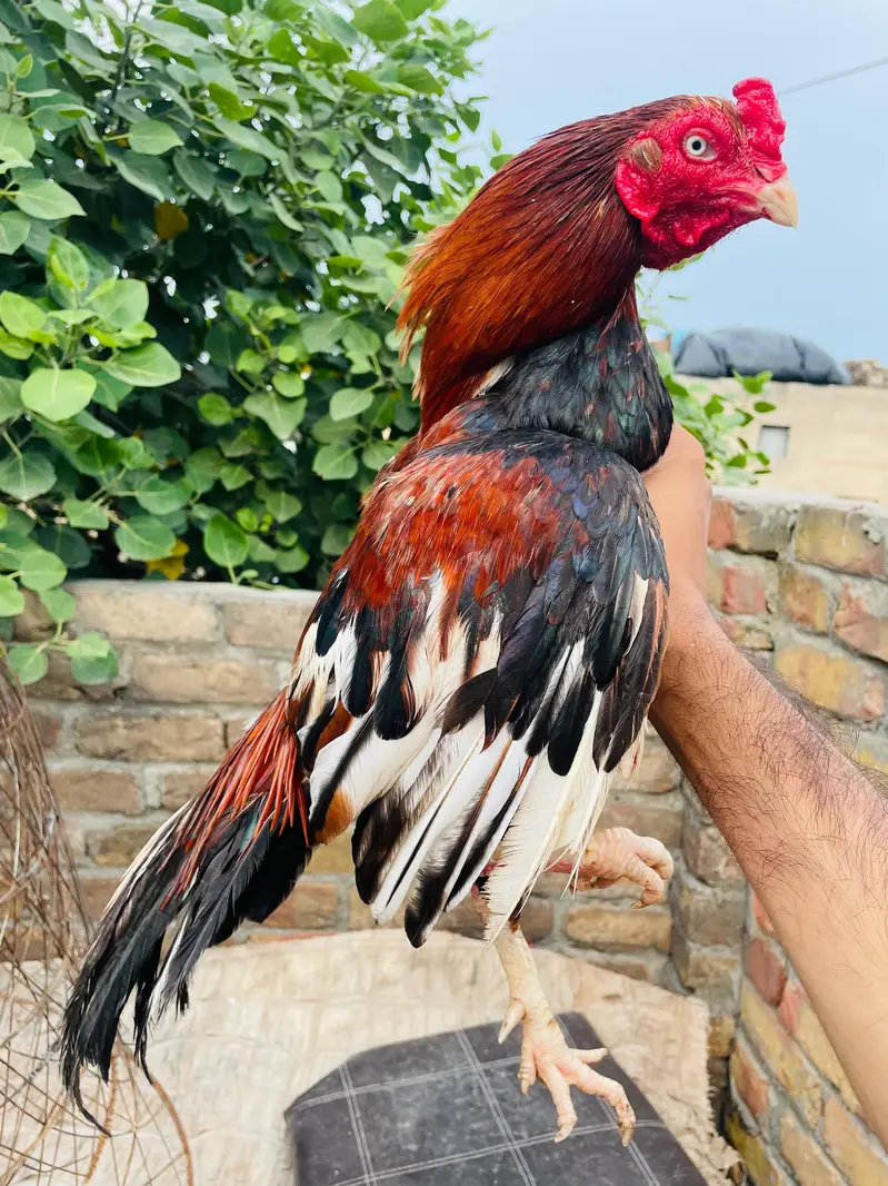 zero size male — photo 3