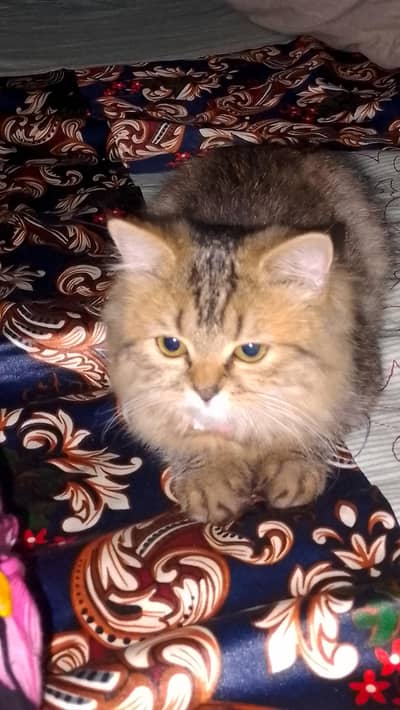 Persian Cat for Sale.