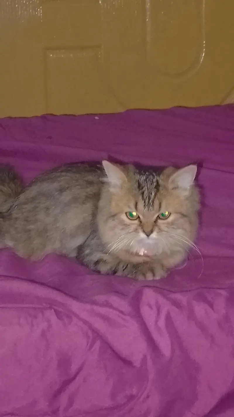 Persian Cat for Sale. — photo 2