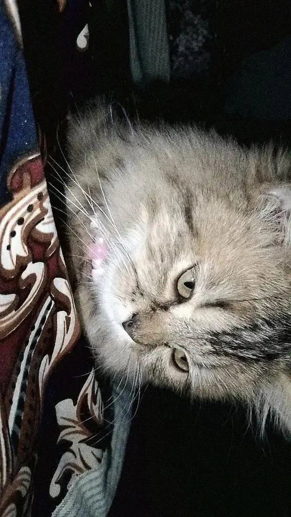 Persian Cat for Sale. — photo 3