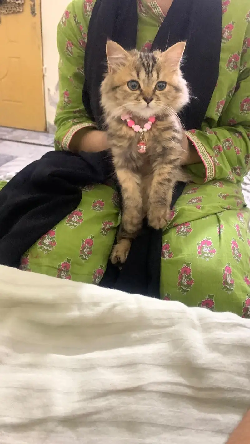 Persian Cat for Sale. — photo 4