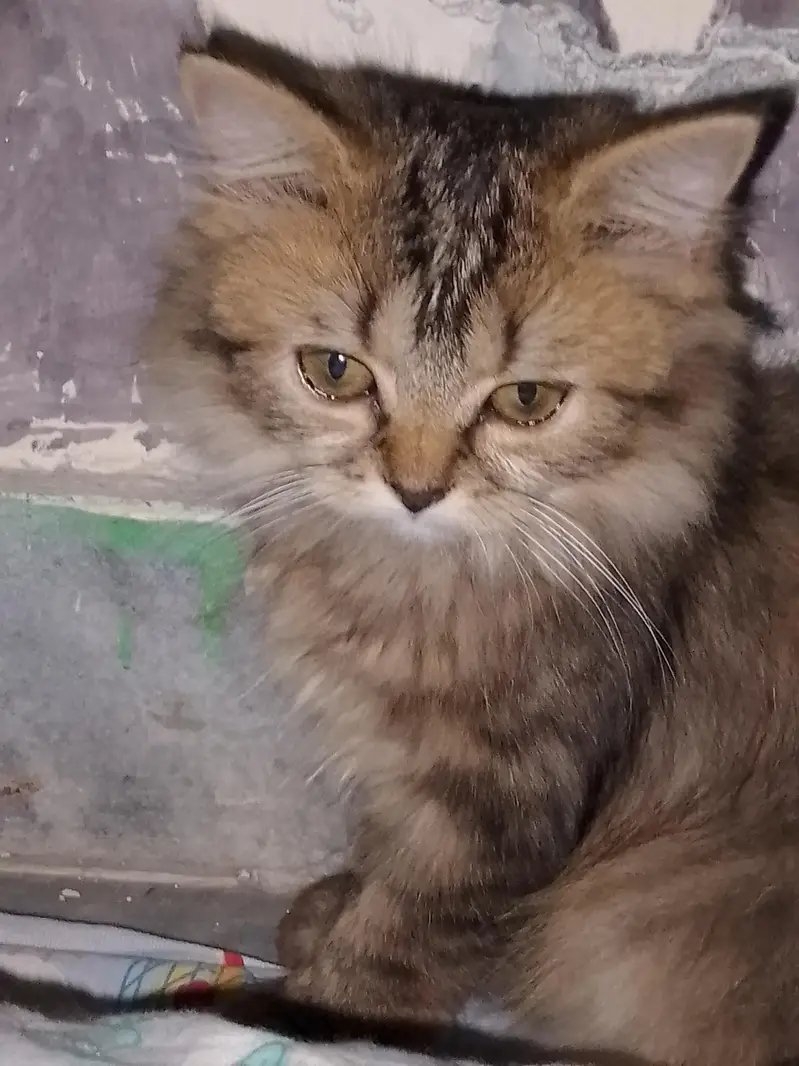 Persian Cat for Sale. — photo 5