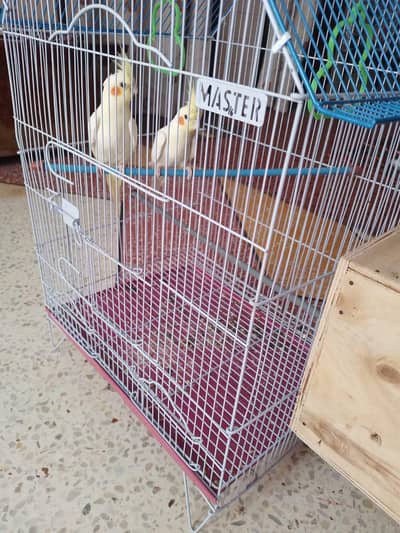 cocktiel bird pair for sell