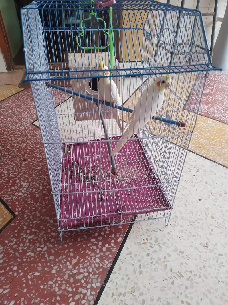 cocktiel bird pair for sell — photo 2