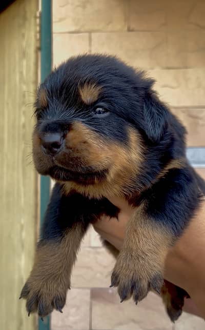 Rottweiler Puppies available