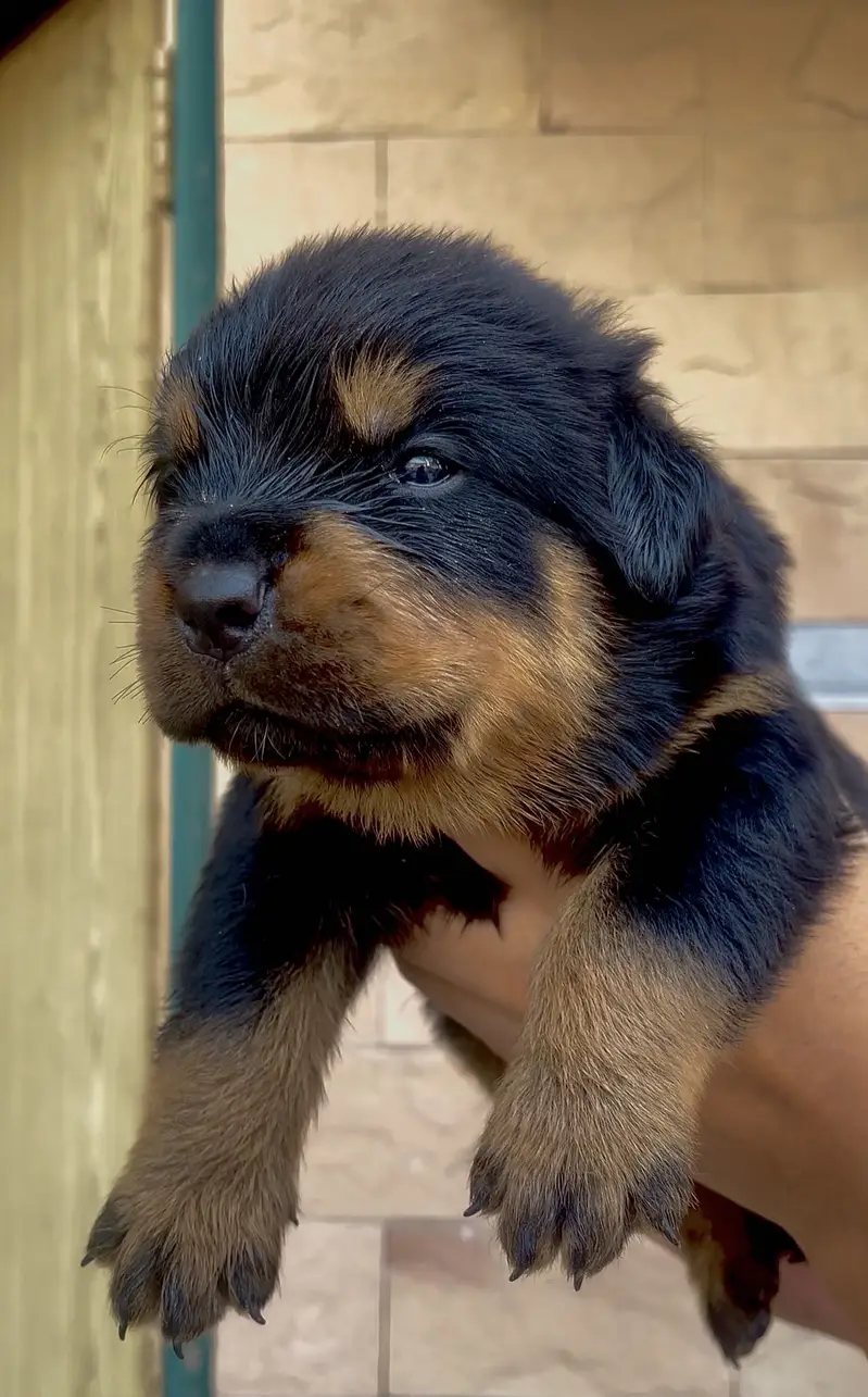 Rottweiler Puppies available
