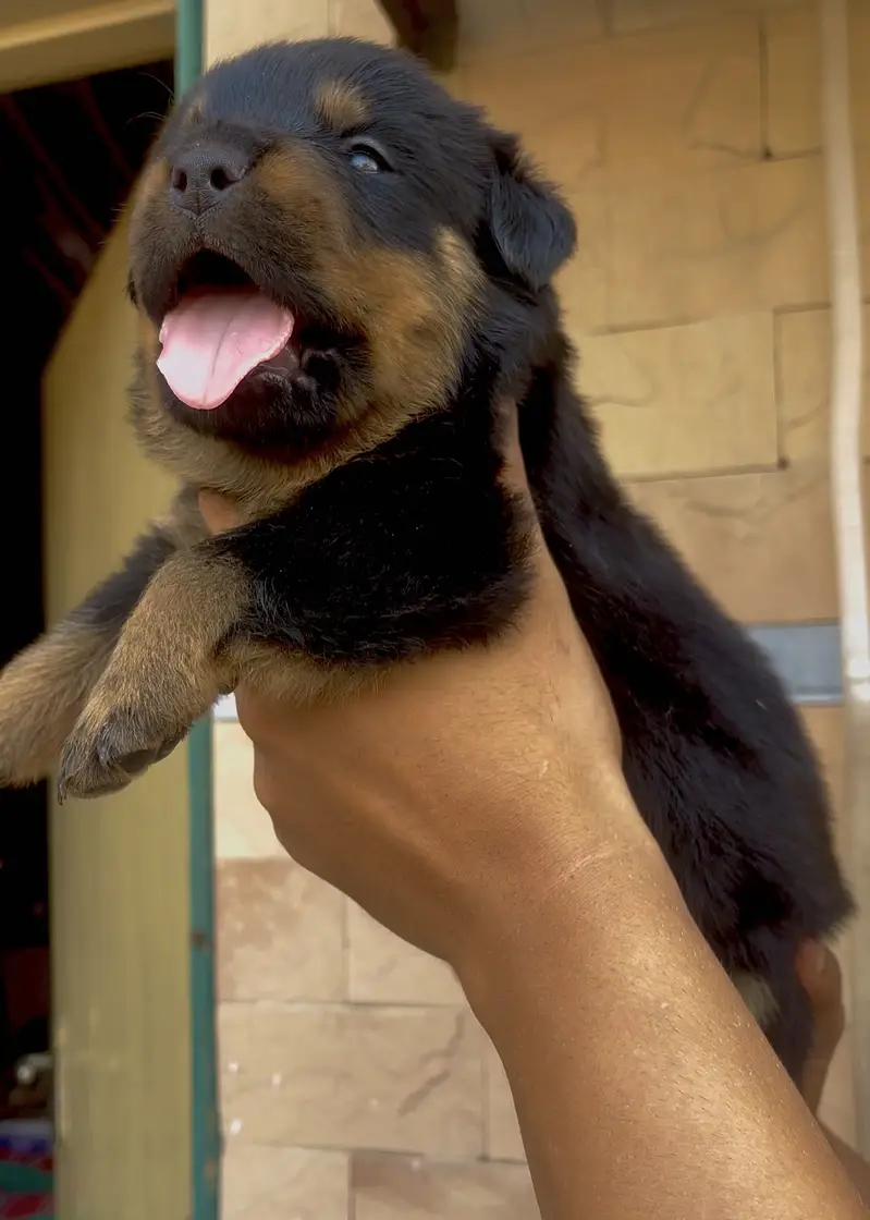 Rottweiler Puppies available — photo 2
