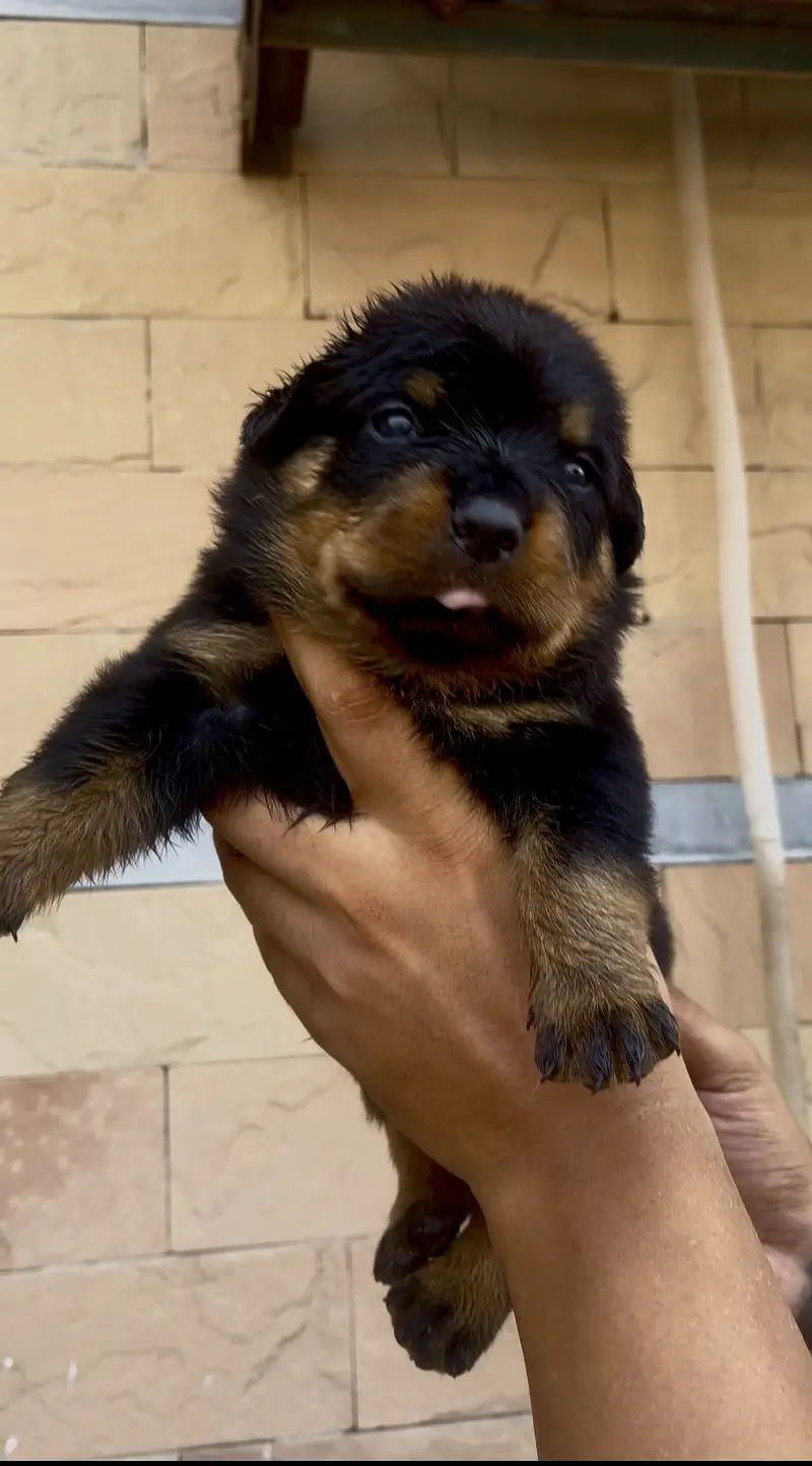 Rottweiler Puppies available — photo 3